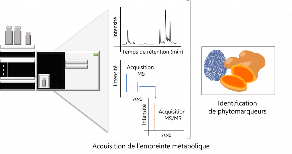 Phytoprofilage : Analyse basée sur une acquisition par chromatographie liquide couplée à la spectrométrie de masse.