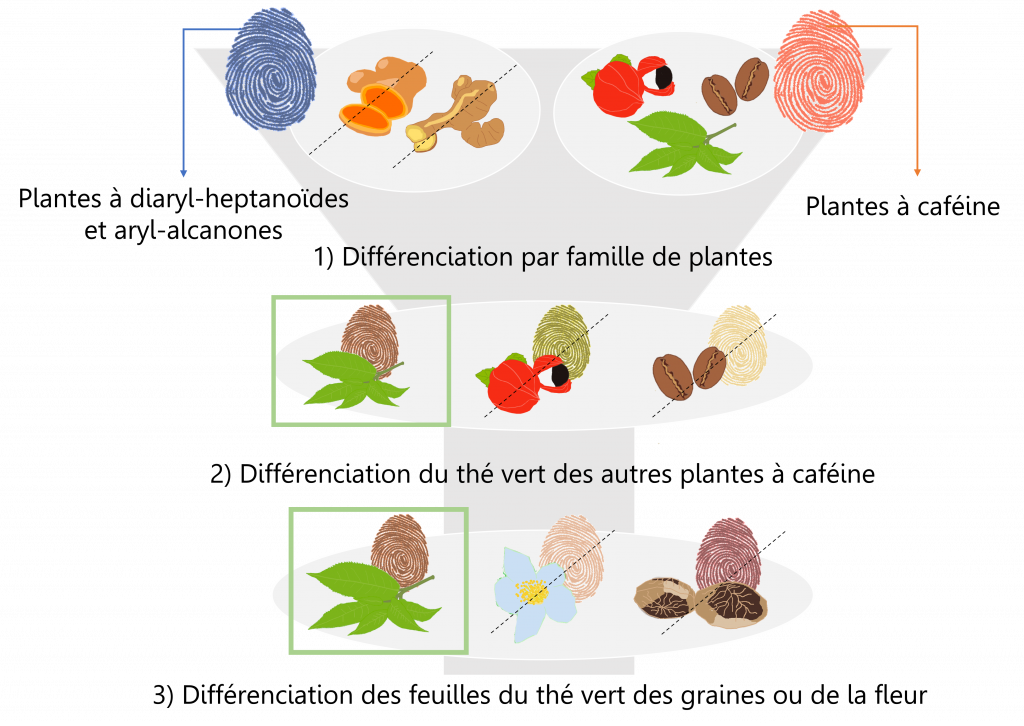 Phytoprofilage : Etude cartographique multi-échelle des plantes dans les compléments alimentaires.